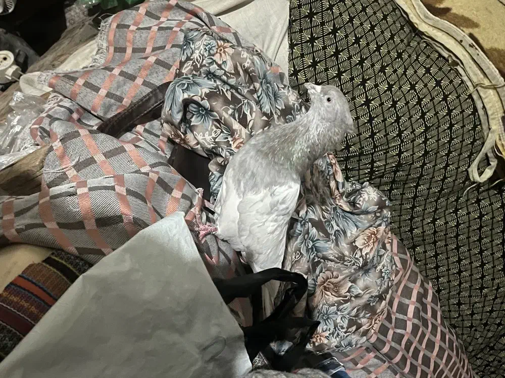 کله ای نر|پرنده|بم, |دیوار