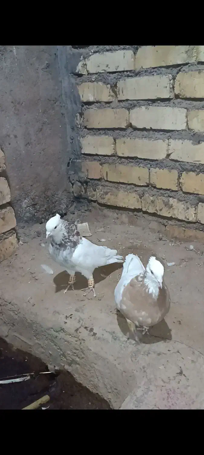 فروش کبوتر|پرنده|رشتخوار, |دیوار