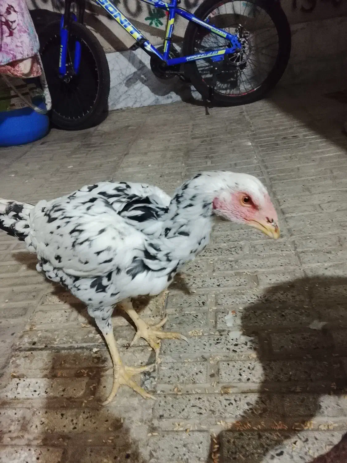 مرغ و خروس لاری|حیوانات مزرعه|قدس, شهرقدس|دیوار