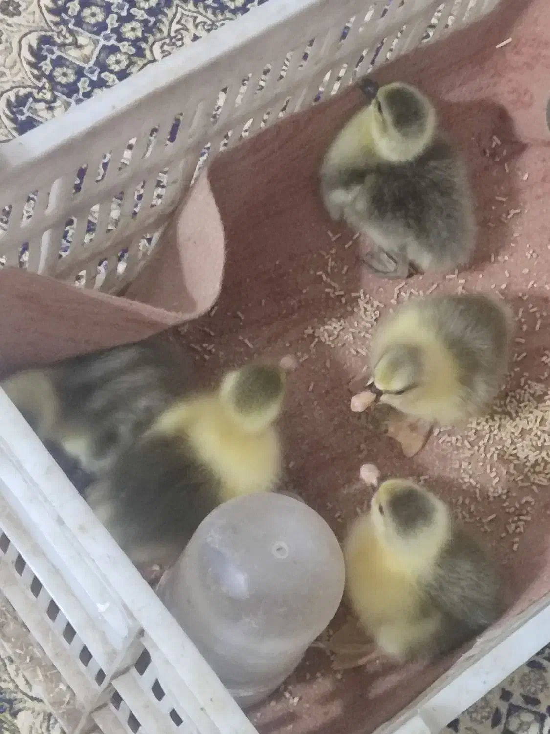 غاز|حیوانات مزرعه|گرگان, |دیوار