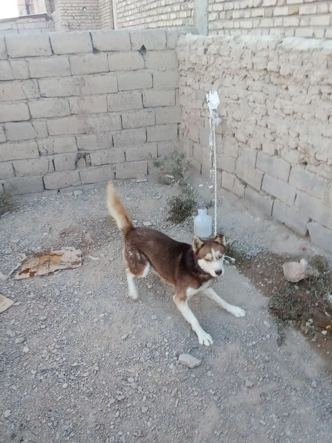 سگ هاسکی|سگ|بردسیر, |دیوار