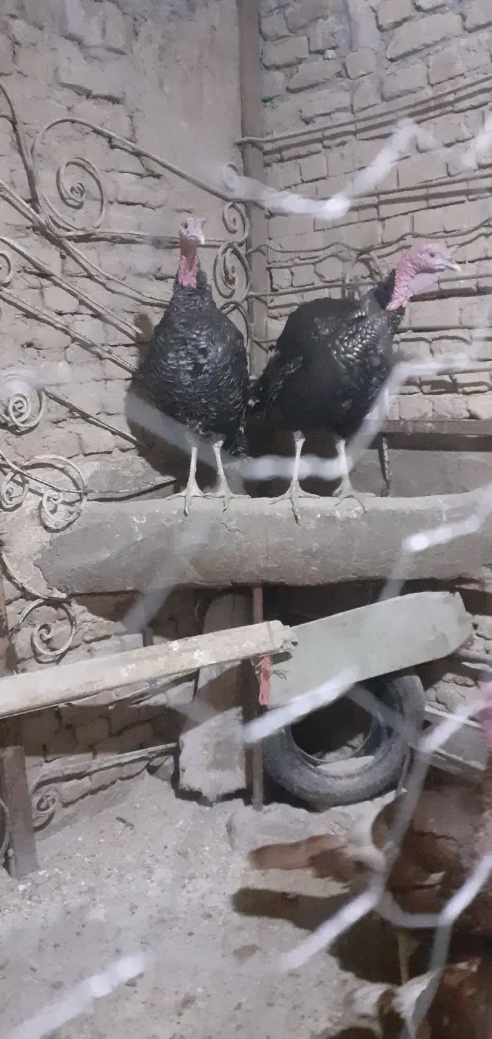 بقلمون نر محلی چاق  فروش فوری|حیوانات مزرعه|بجنورد, |دیوار