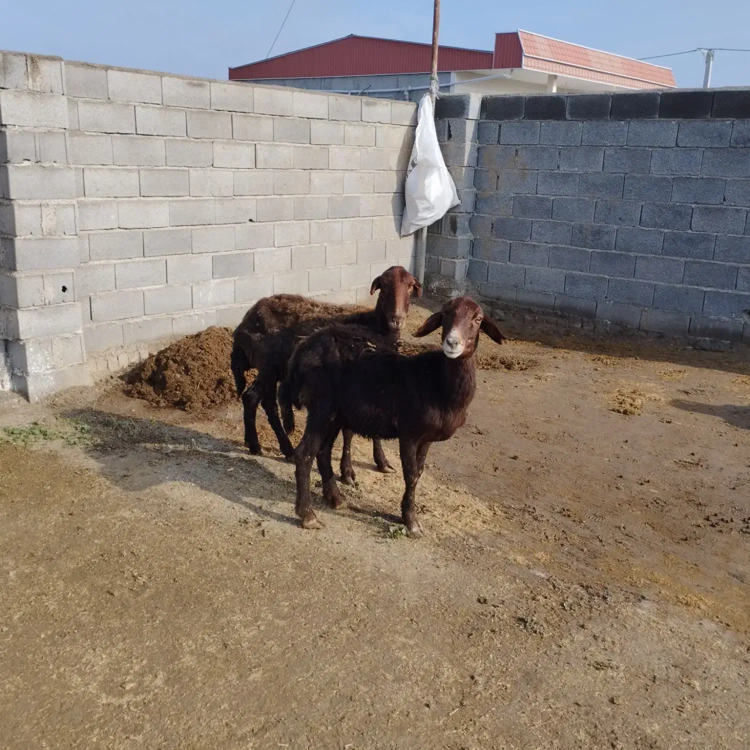 گوسفند|حیوانات مزرعه|آق قلا, |دیوار