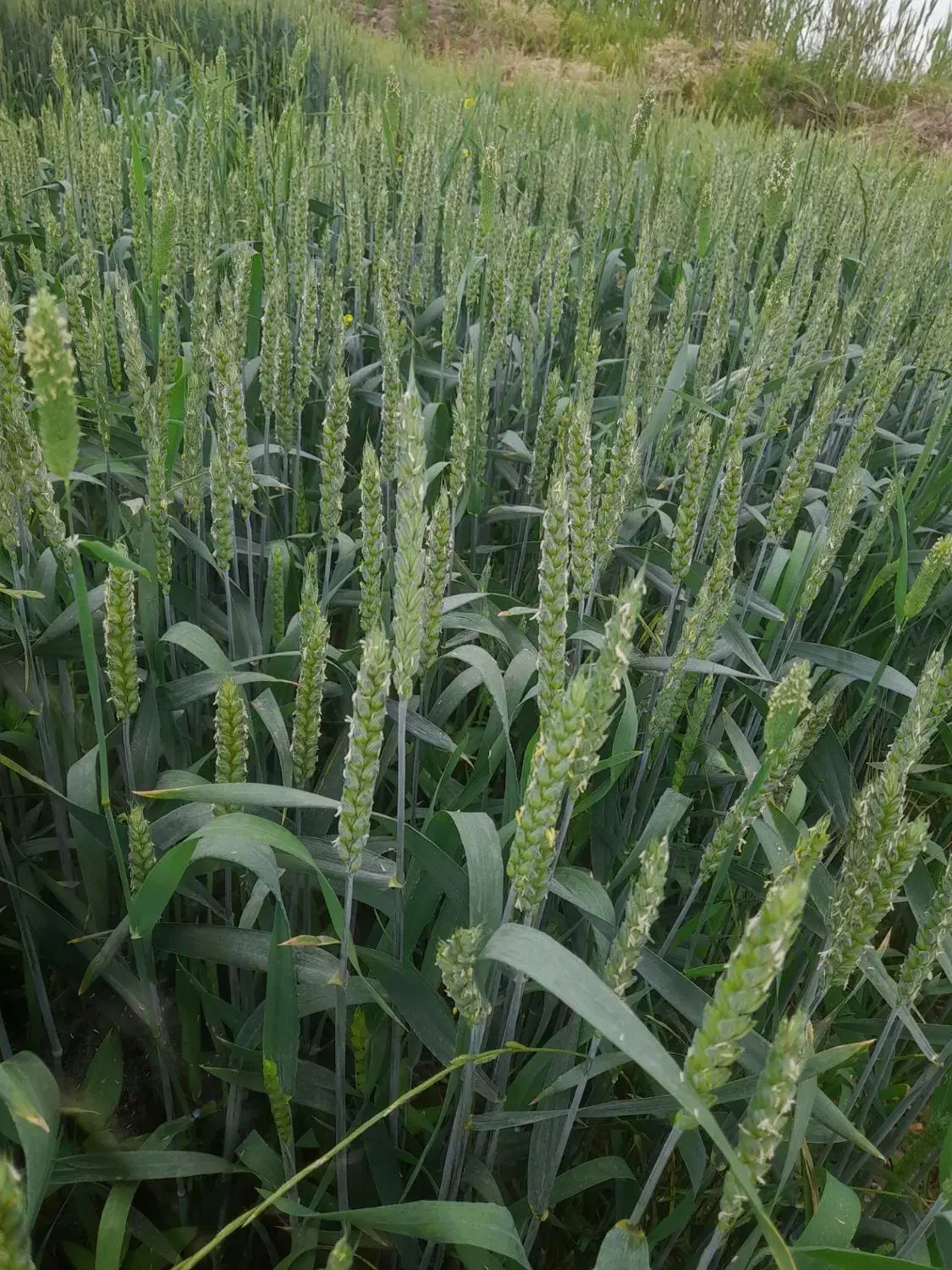 اجاره زمین مزروعی|اجارهٔ دفتر صنعتی، کشاورزی، تجاری|پارس‌آباد, |دیوار