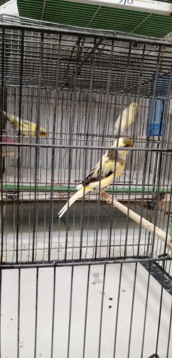 قناری|پرنده|کاشان, بازار کاشان|دیوار