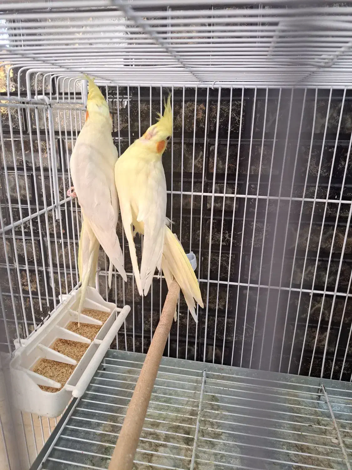 عروس هلندی با ۴تا جوجه|پرنده|شیراز, تندگویان|دیوار