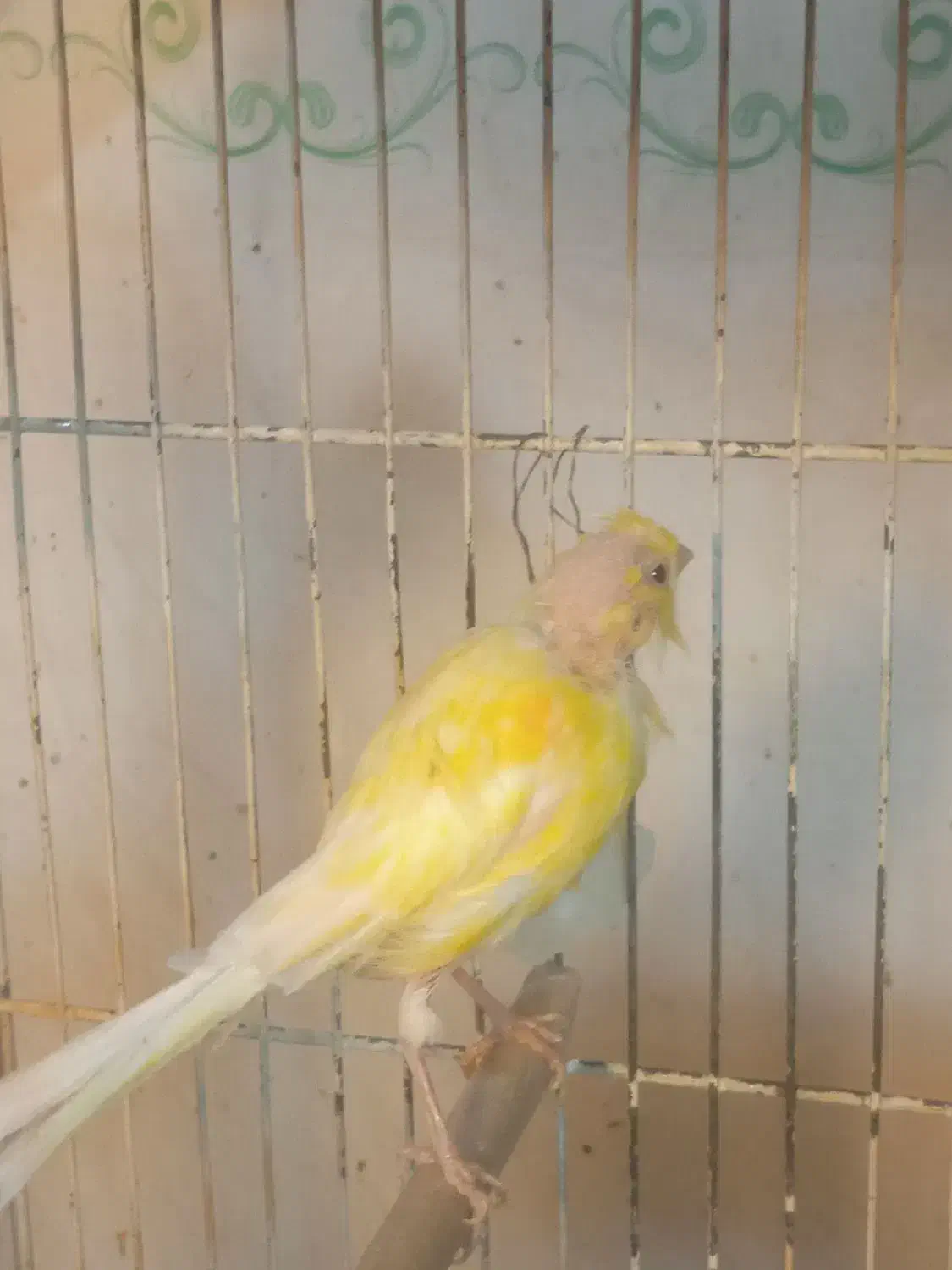 قناری ماده پس کوزه ای آماده|پرنده|قم, بکایی|دیوار