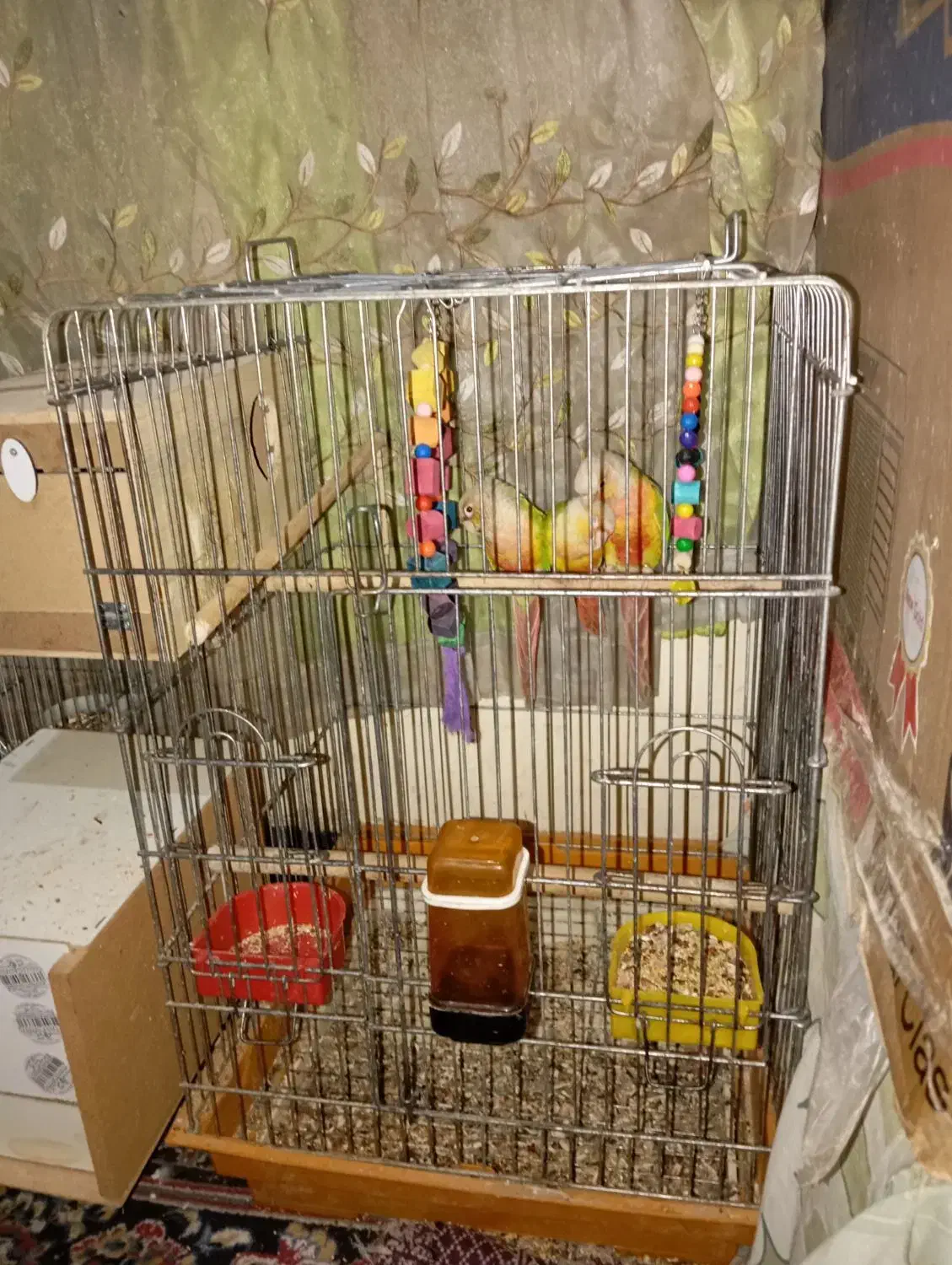 طوطی گرینچیک وعروس هلندی|پرنده|سعدآباد, |دیوار