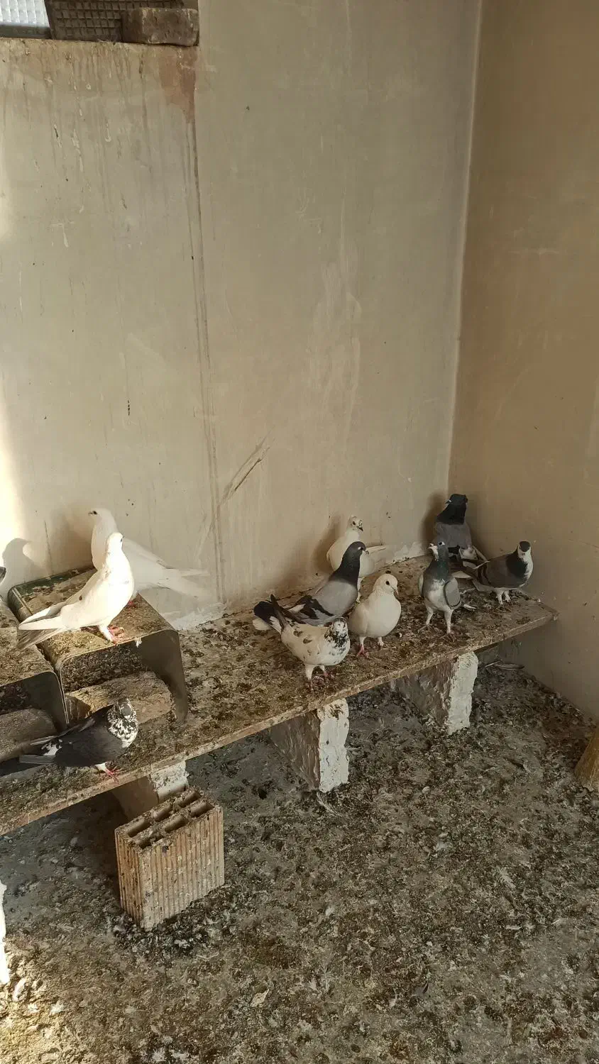 کبوتر|پرنده|اصفهان, مصلی|دیوار