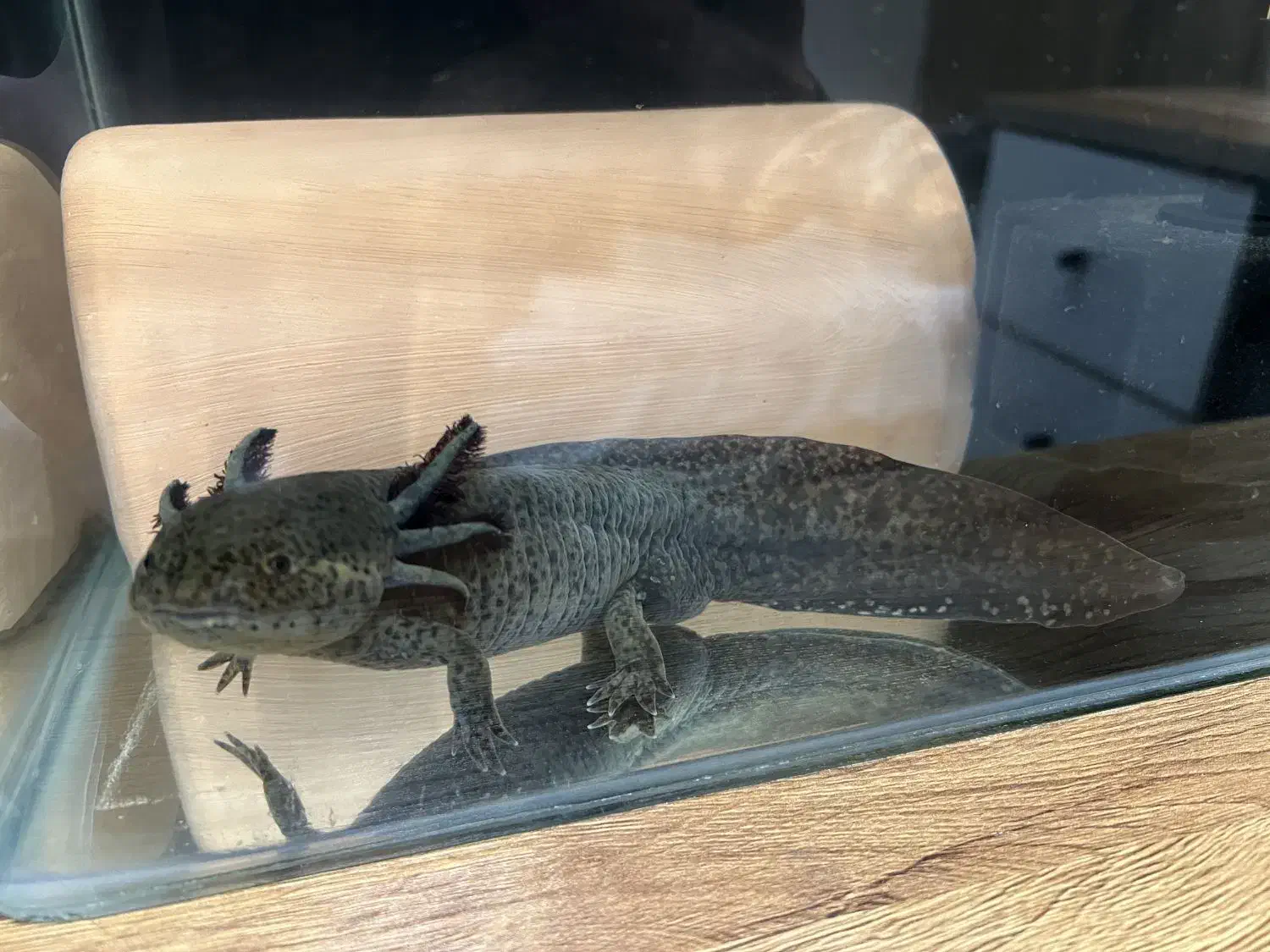 ماهی|ماهی|تهران, تاکسیرانی|دیوار