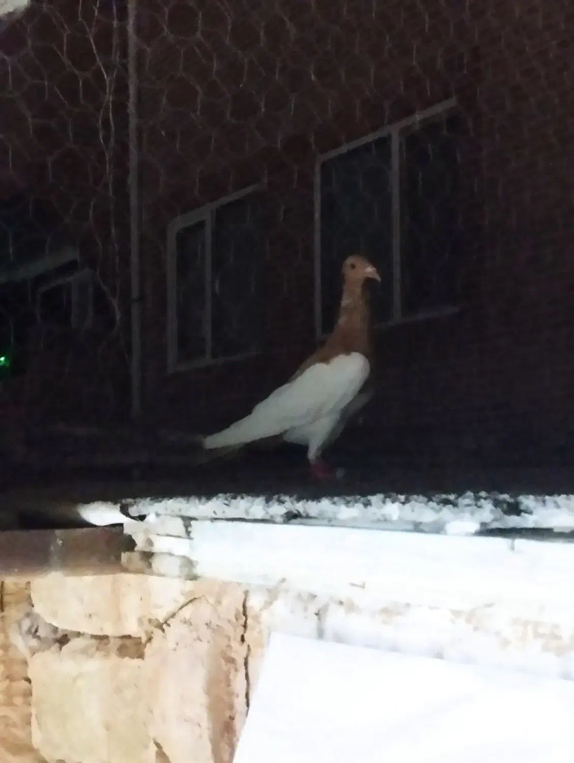 بهودی زردماده|پرنده|سبزوار, امیریه|دیوار