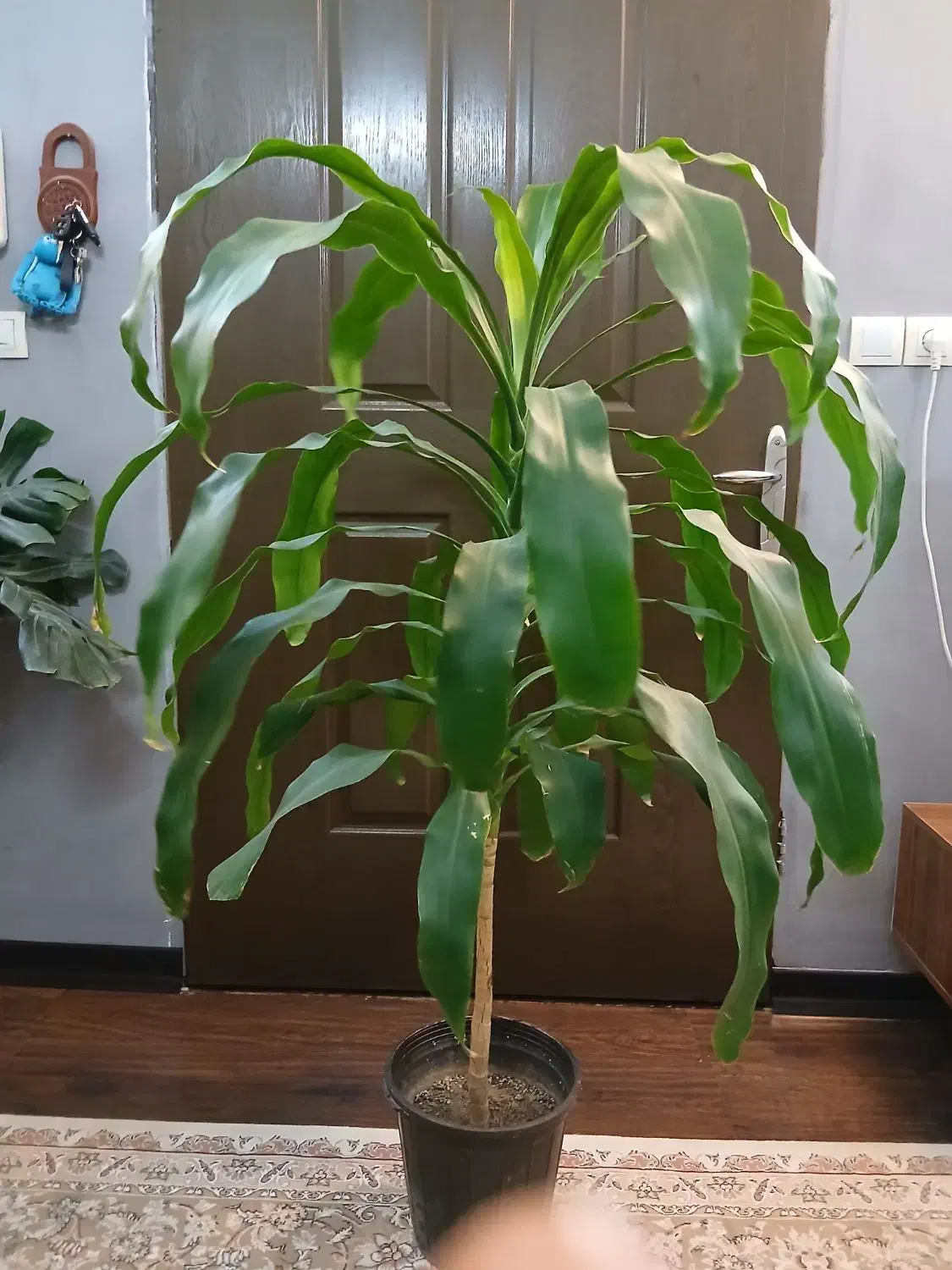 فروش گیاهان اپارتمانی|گل و گیاه طبیعی|اصفهان, شاه پسند|دیوار