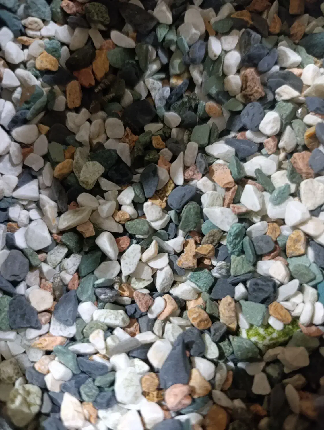 سنگ اکواریوم|ماهی|محمدیه-قزوین, |دیوار