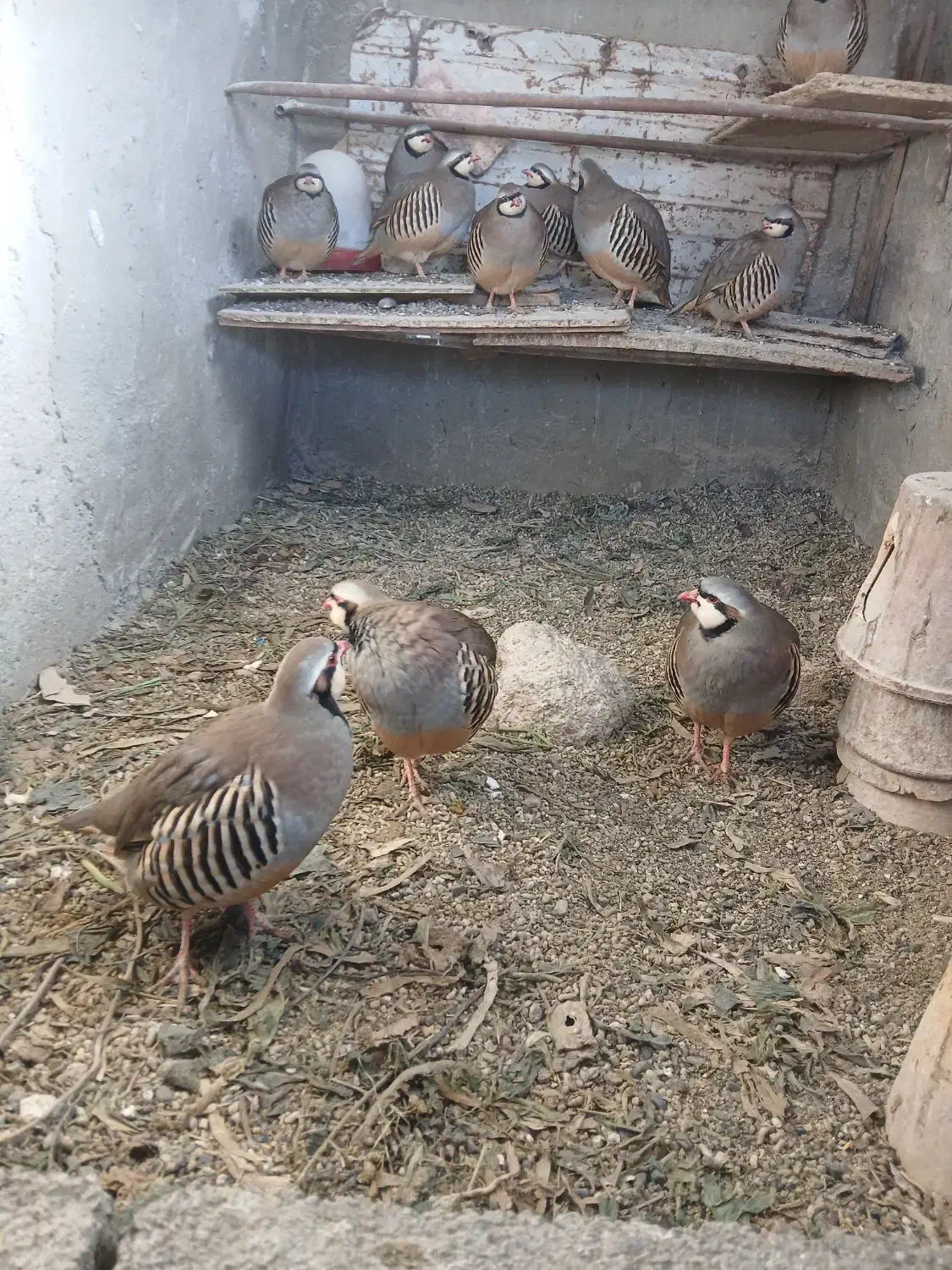 بلدرچین کوهی|پرنده|صوفیان, |دیوار