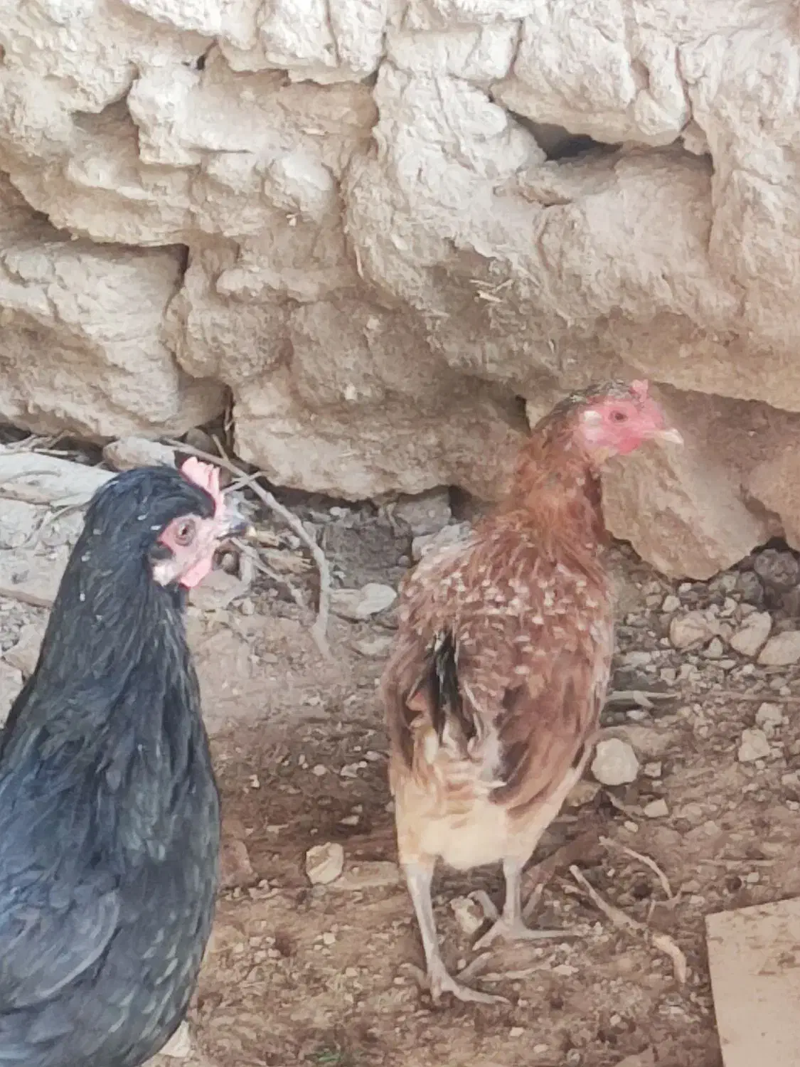 مرغ شهری|حیوانات مزرعه|قشم, |دیوار