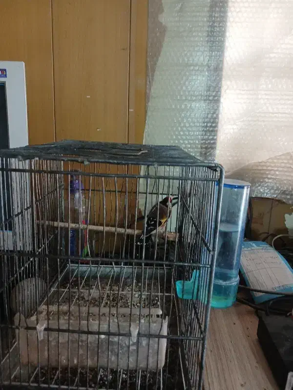 سهره|پرنده|قدس, شهر‌قدس|دیوار