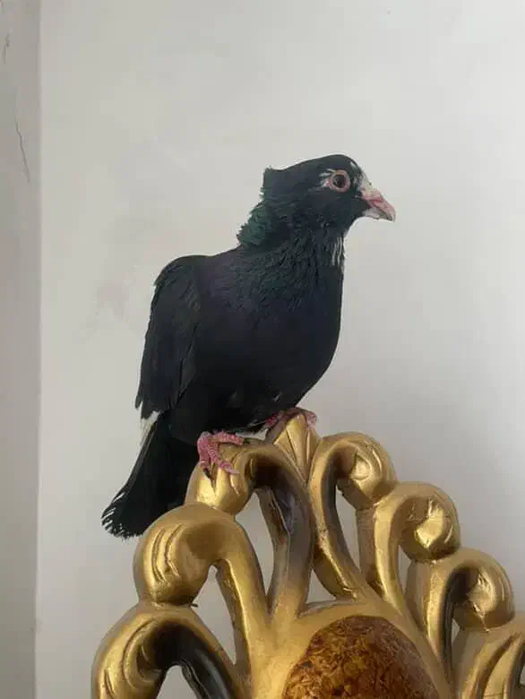 کفتر|پرنده|زرند, |دیوار