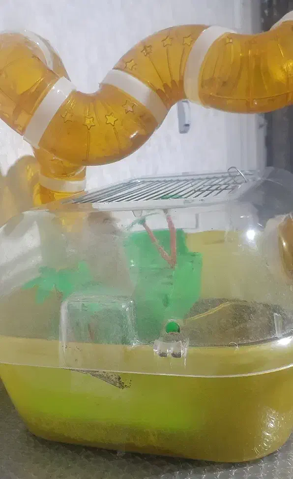 همستر بازیگوش|موش و خرگوش|سیرجان, |دیوار