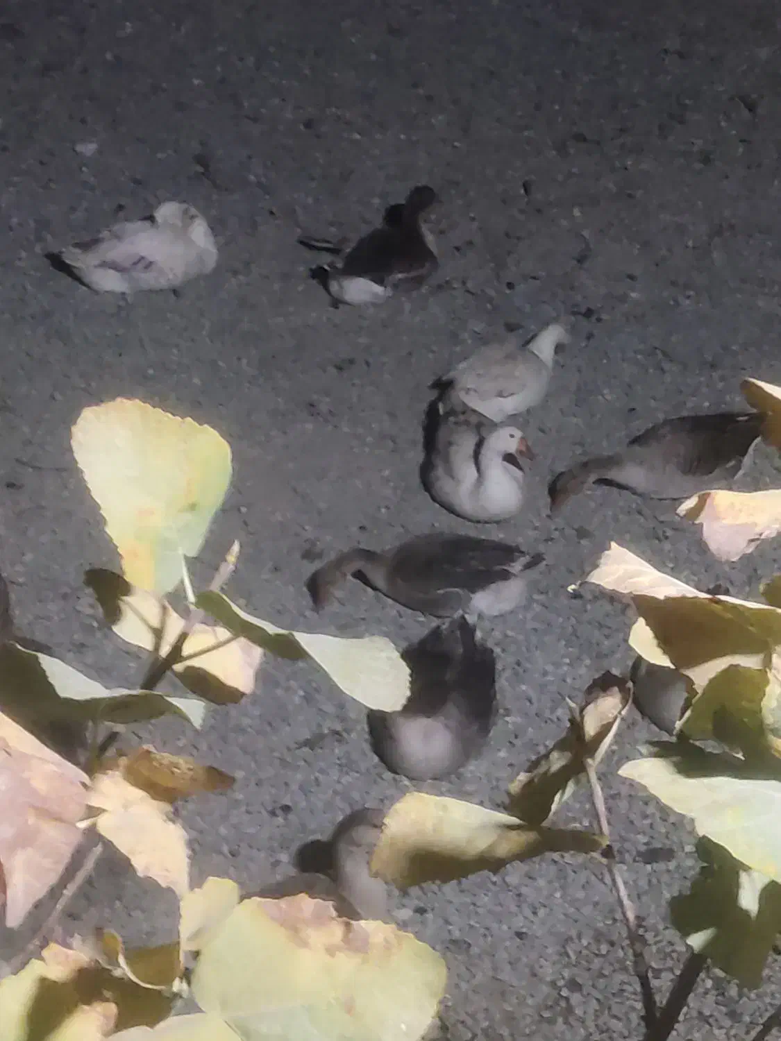 فروش غاز|حیوانات مزرعه|پیرانشهر, |دیوار