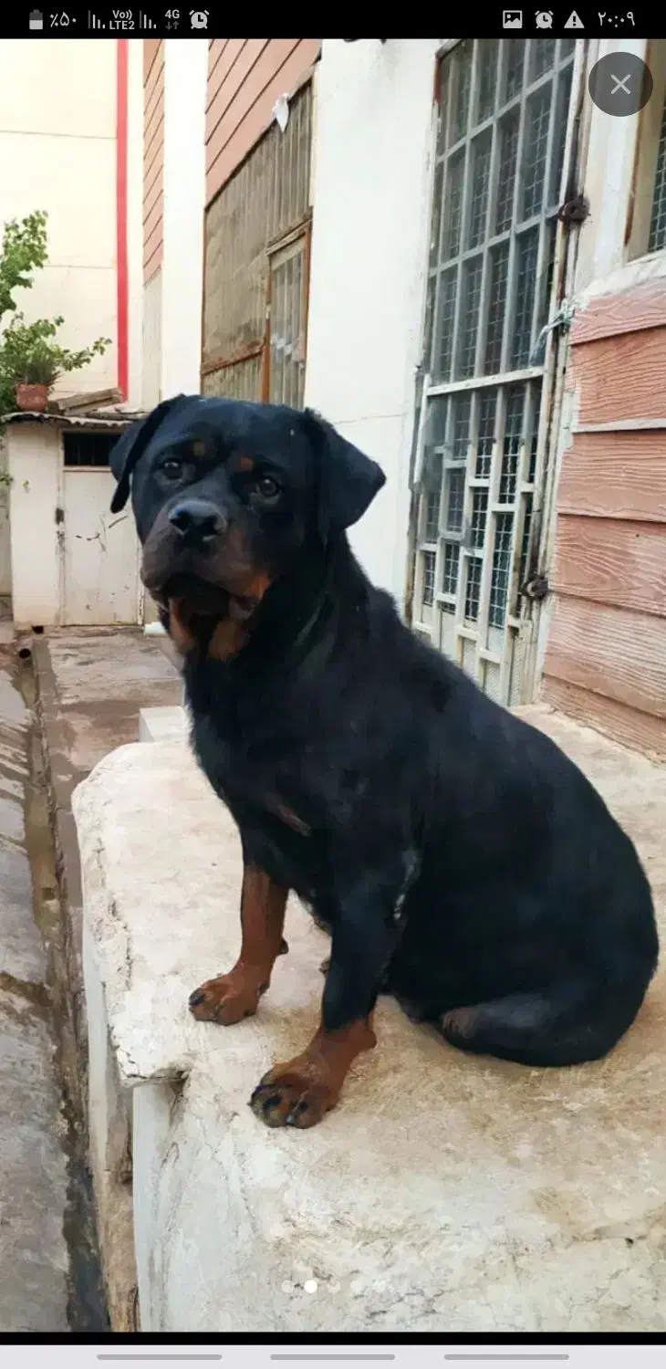 روتوایلر ماده ۲سال ونیم|سگ|قدس, شهر‌قدس|دیوار