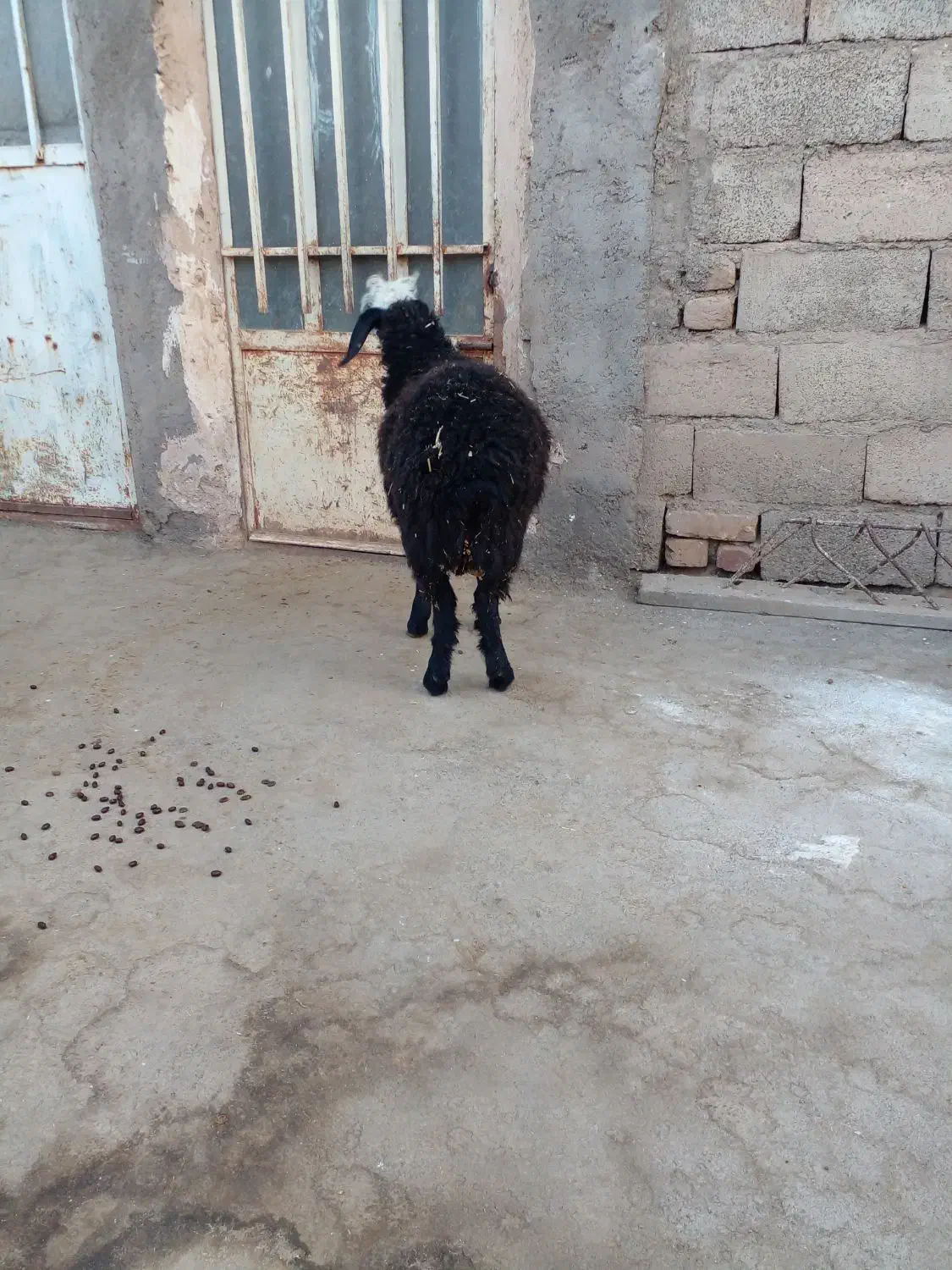 بره ماده ونر وبز وگوسفند|حیوانات مزرعه|قیدار, |دیوار