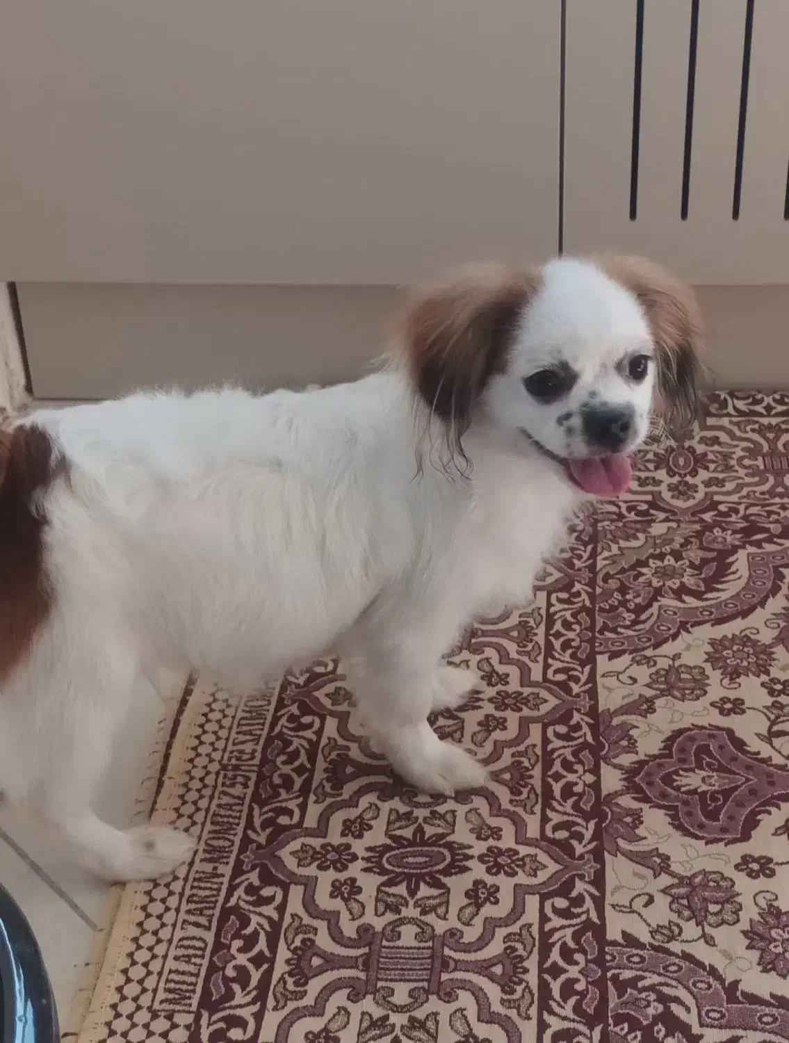 سگ شیتزو مالتیز ۶ ماهه|سگ|پردیس, فاز ۳|دیوار