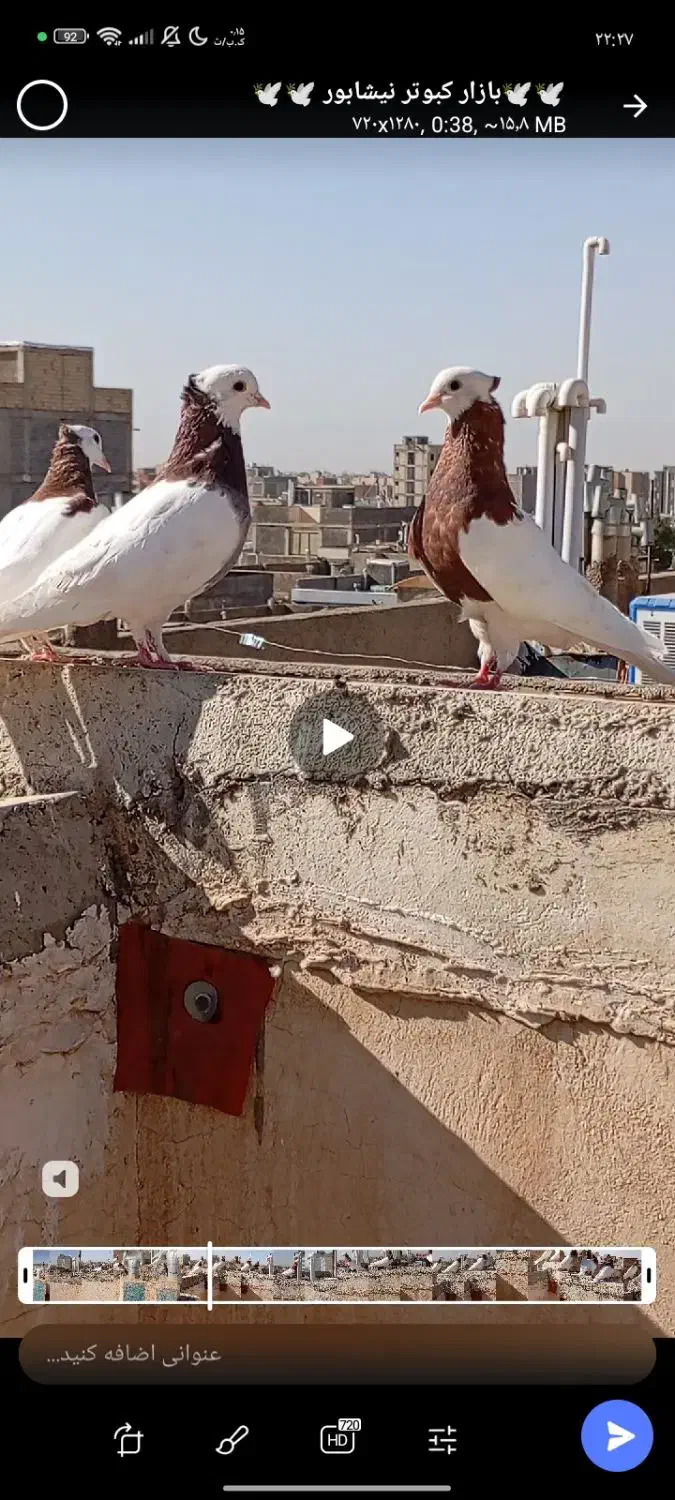 کبوترو کفتر|تبلت|نیشابور, شهرک بسیج|دیوار