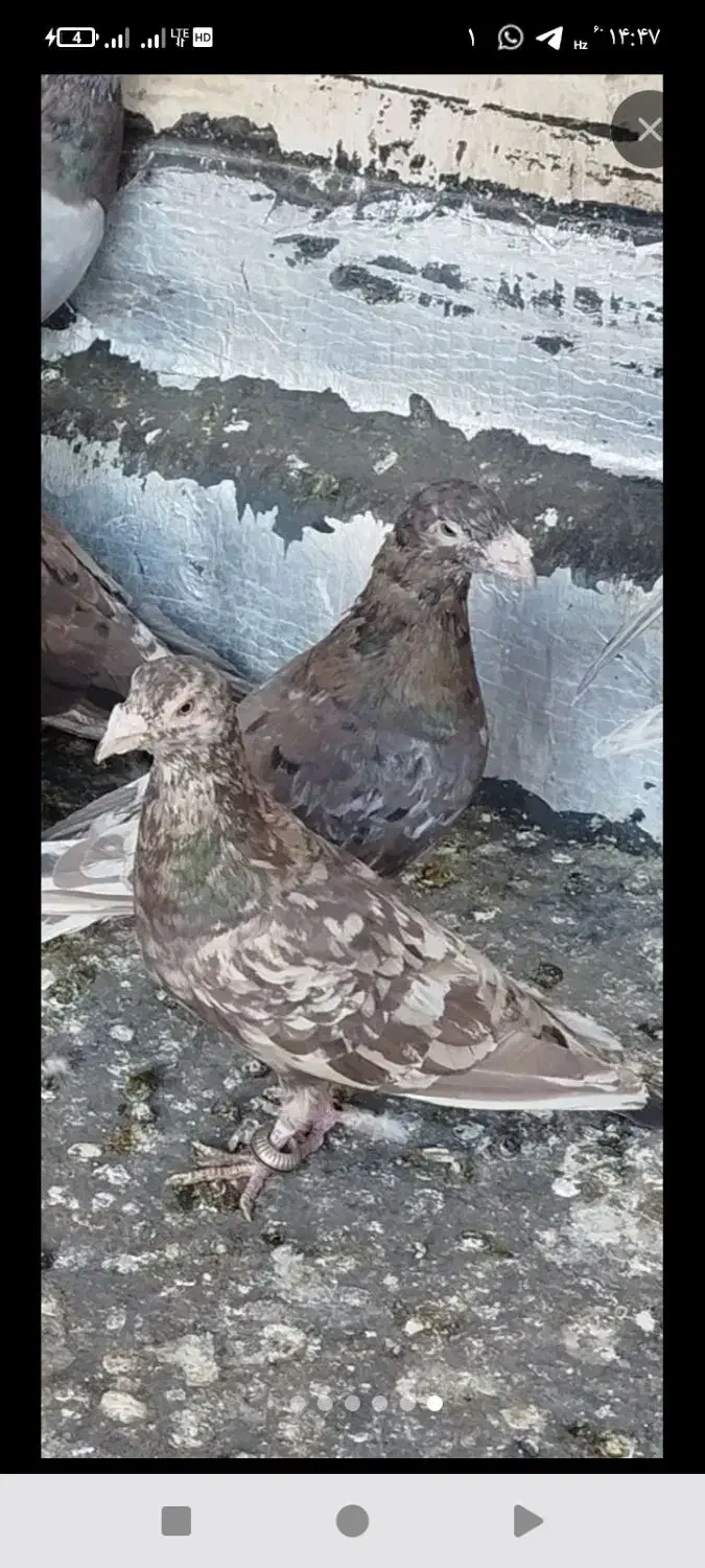 آتم سرور شکلاتی عالی|پرنده|سیلوانه, |دیوار