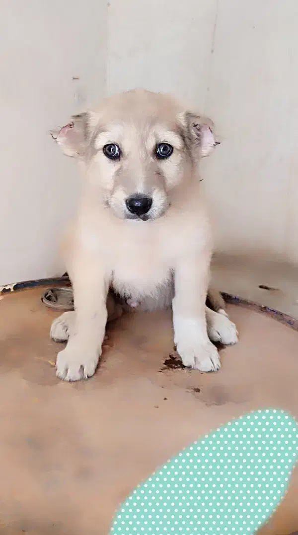 سگ افغان|سگ|جیرفت, |دیوار