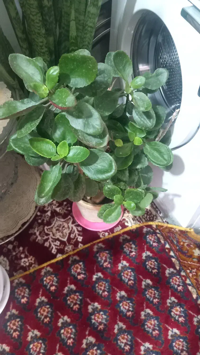 گل های زینتی|گل و گیاه طبیعی|ابهر, |دیوار