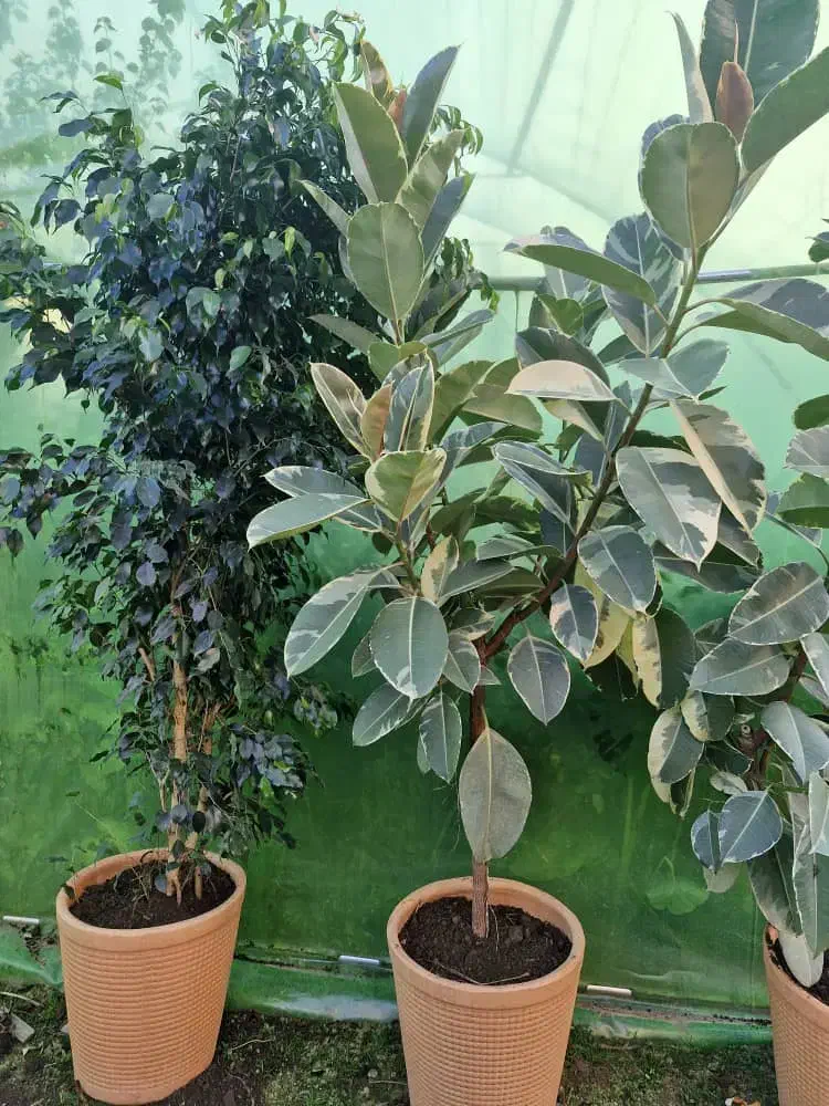 یک قطعه زمین مسکونی|فروش زمین و ملک کلنگی|لاهیجان, امیرشهید|دیوار