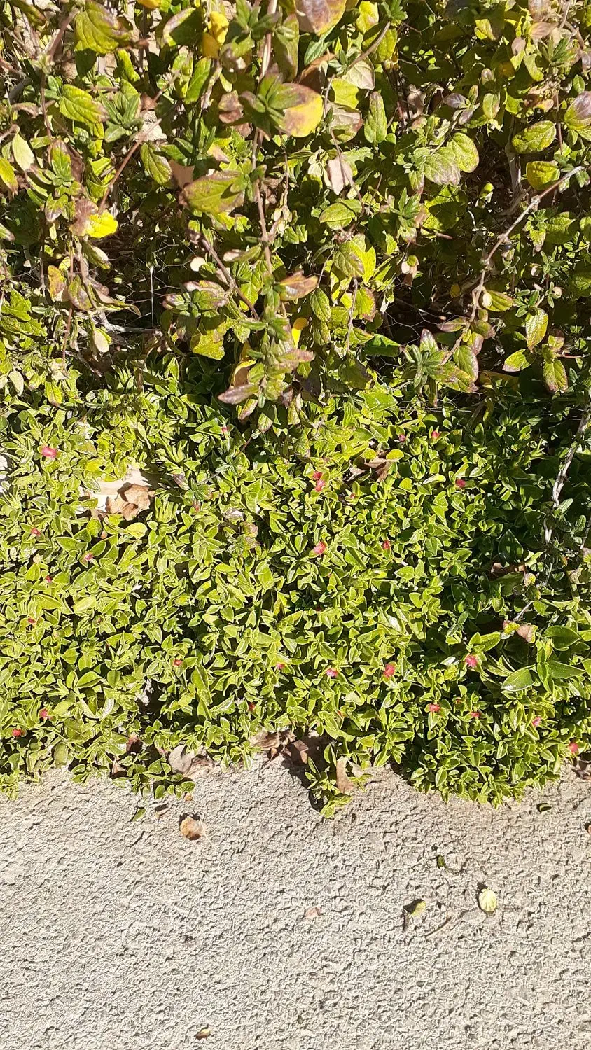 قلمه ناز یخی|گل و گیاه طبیعی|محلات, |دیوار