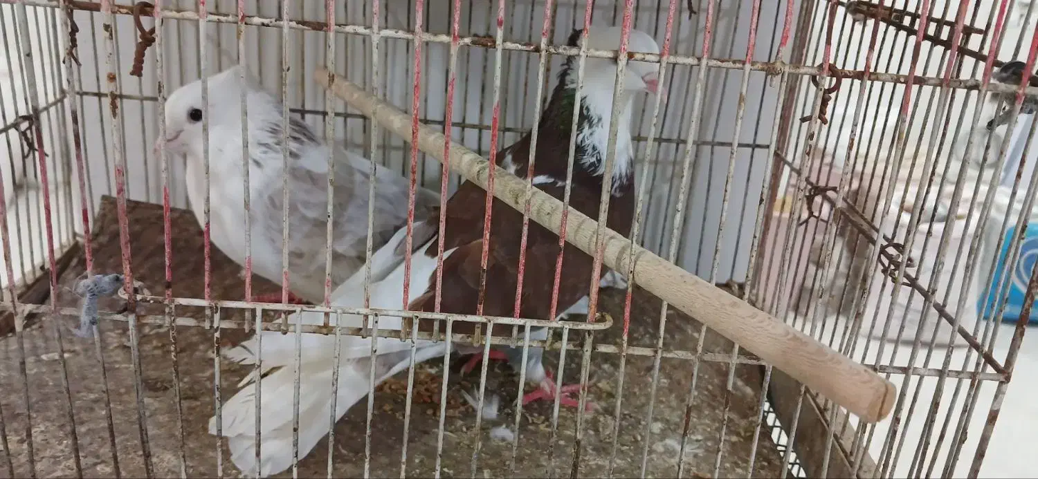 کفتر سفید تهرانی|پرنده|میناب, |دیوار