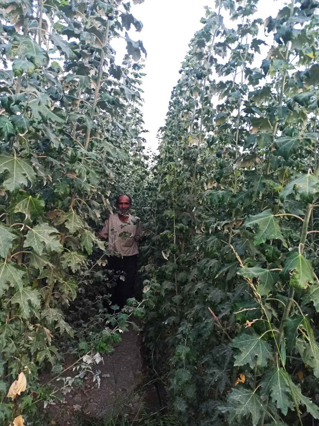 درخت صنوبر و کبوده|خدمات باغبانی و درختکاری|فلاورجان, |دیوار