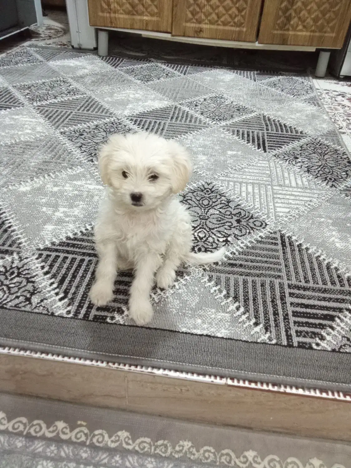 سگ اشپیتز دوماه|سگ|ورامین, ورامین|دیوار