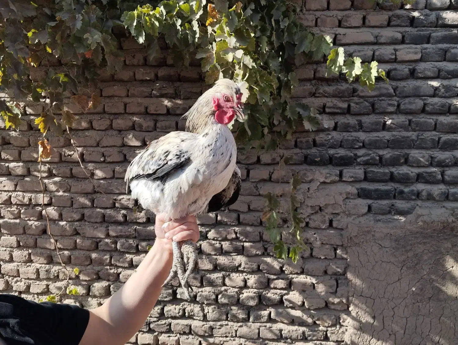 خروس|حیوانات مزرعه|بسطام, |دیوار