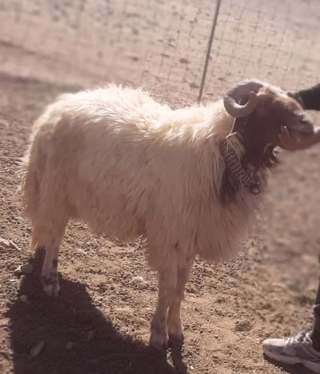 یک قوچ کوردی ۳سال|حیوانات مزرعه|زرین آباد, |دیوار