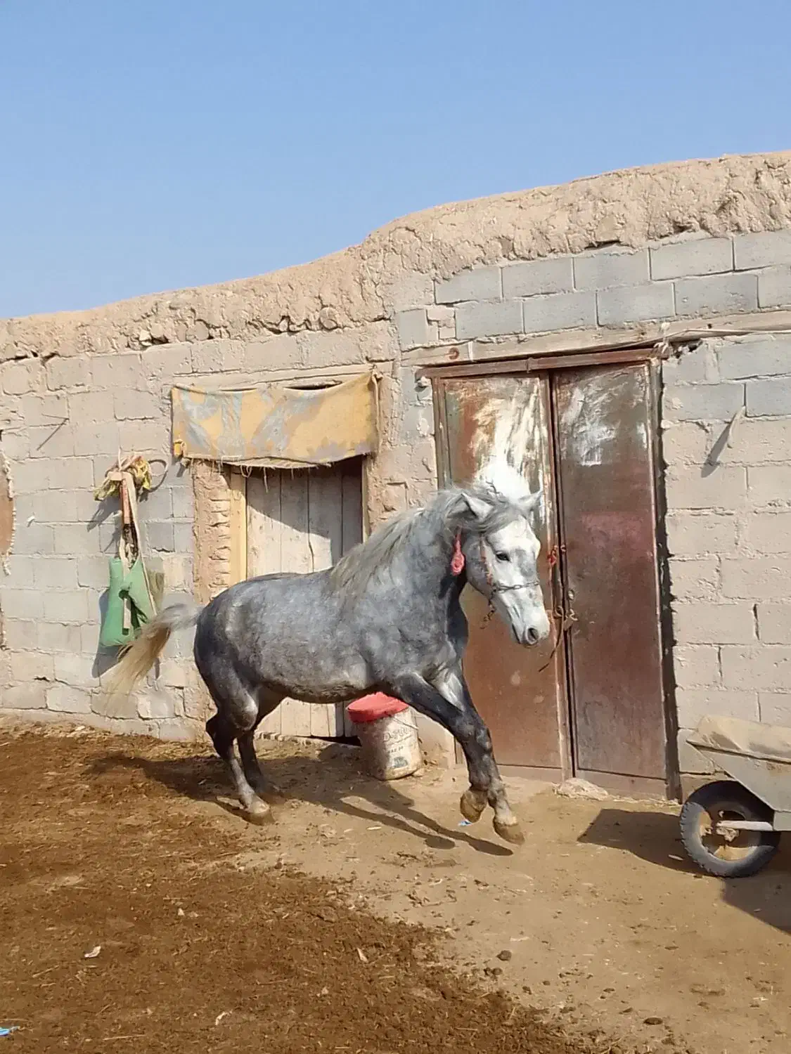 اسب آرام جوان ۳ ساله|اسب و تجهیزات اسب‌سواری|میاندوآب, |دیوار