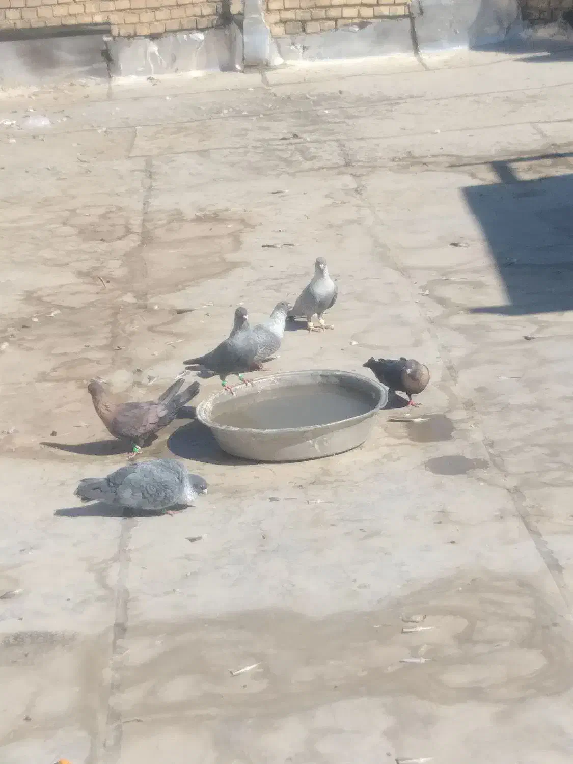 کفترافغانی|پرنده|بندر ماهشهر, |دیوار