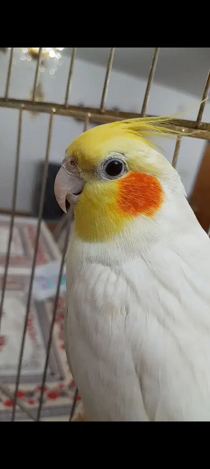 فروش جفت عروس هلندی سالم و اهلی همراه با قفس|پرنده|خسروشاه, |دیوار