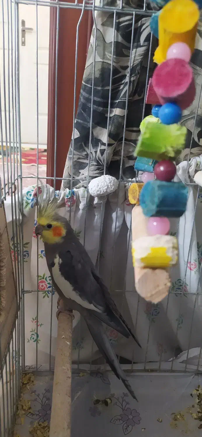 عروس هلندی|پرنده|پاکدشت, پاکدشت (مامازند)|دیوار