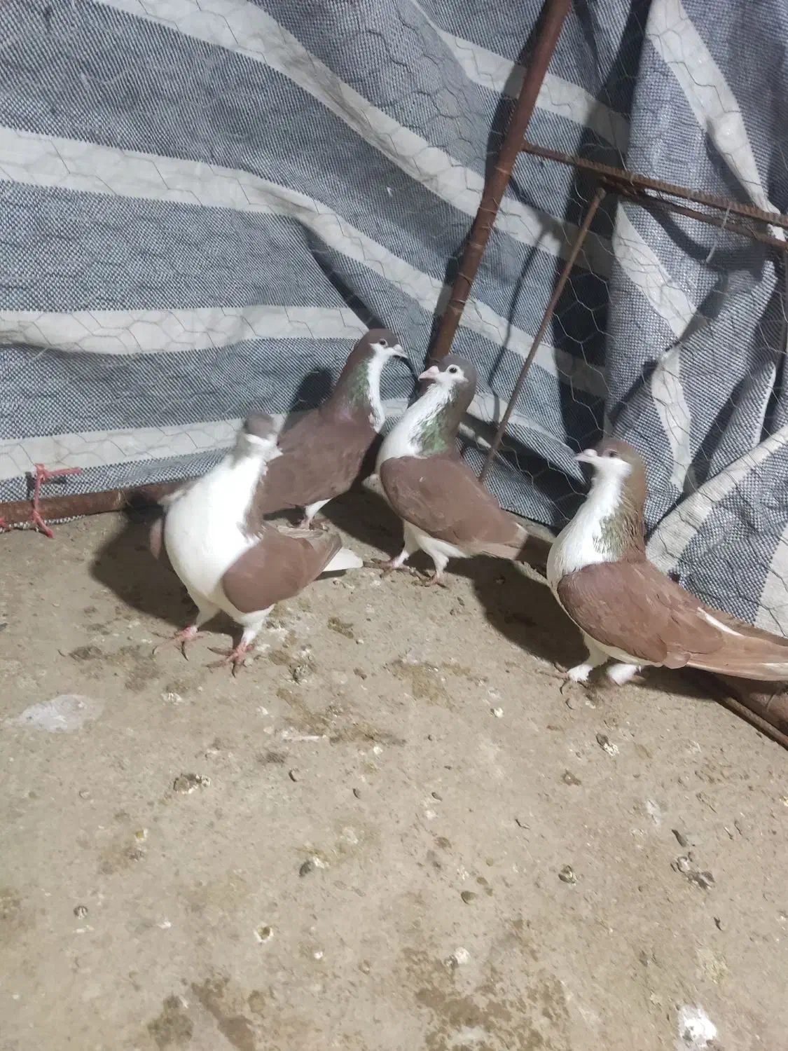 کبوتر ساده سرخ|پرنده|مینودشت, |دیوار