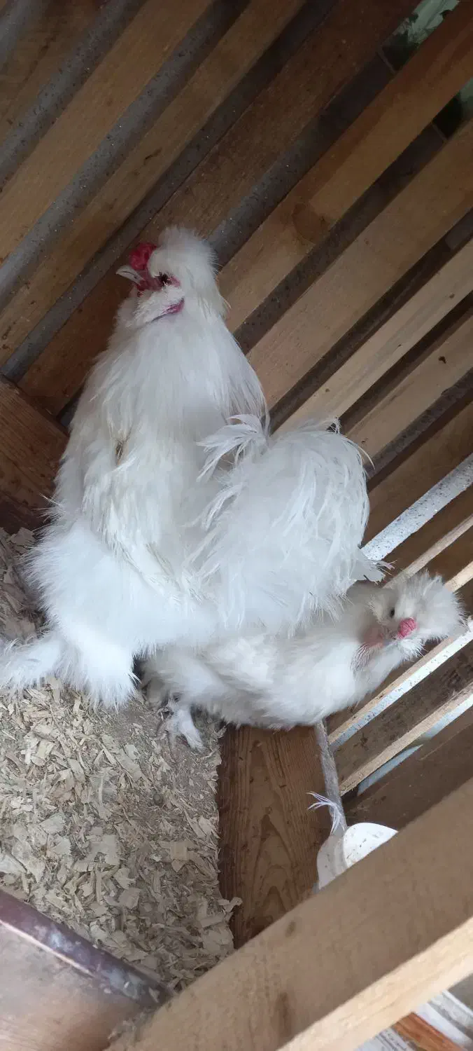 مرغ و خروس|حیوانات مزرعه|رشت, کوی امام رضا|دیوار