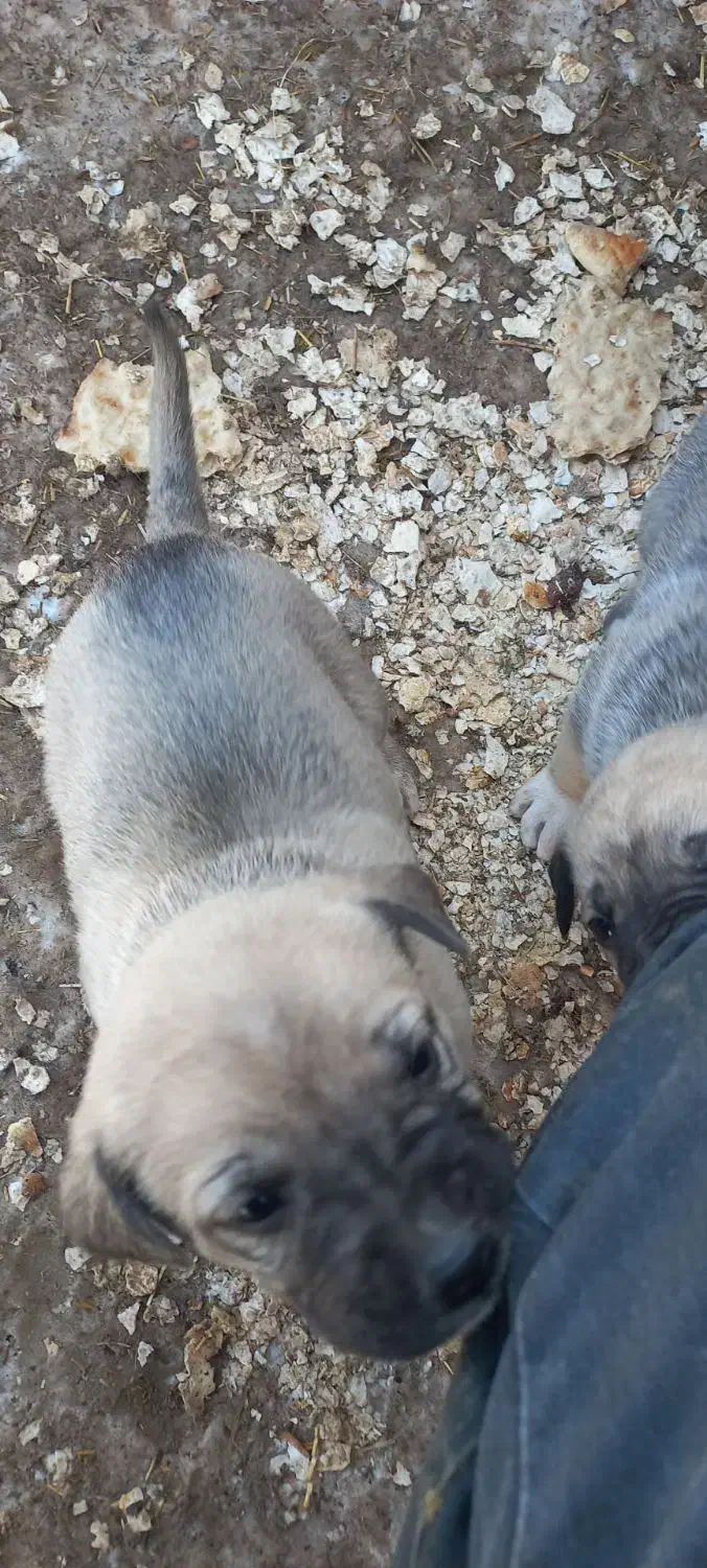 رایگان|سگ|سراجو, |دیوار