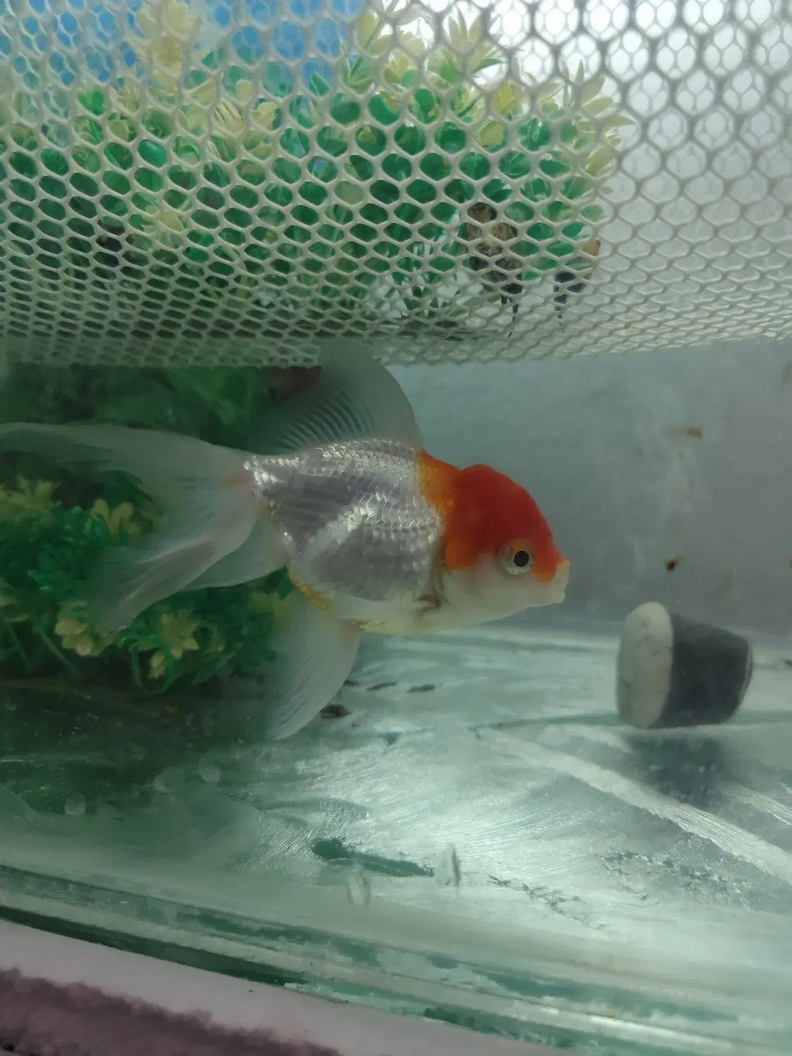 گلدفیش|ماهی|رضویه, |دیوار