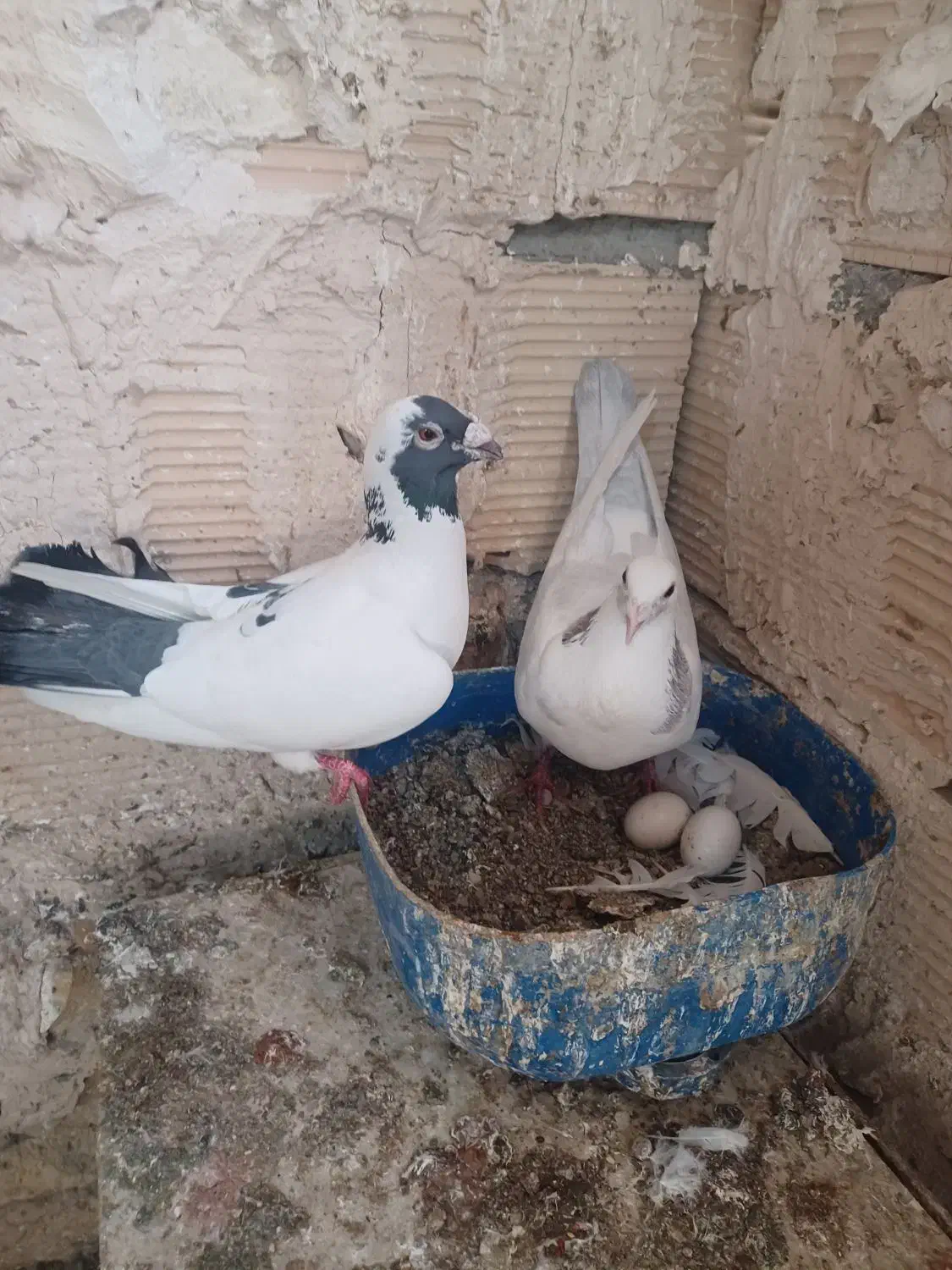 کفترالمانی وطوقی|پرنده|مشهد, جانباز|دیوار