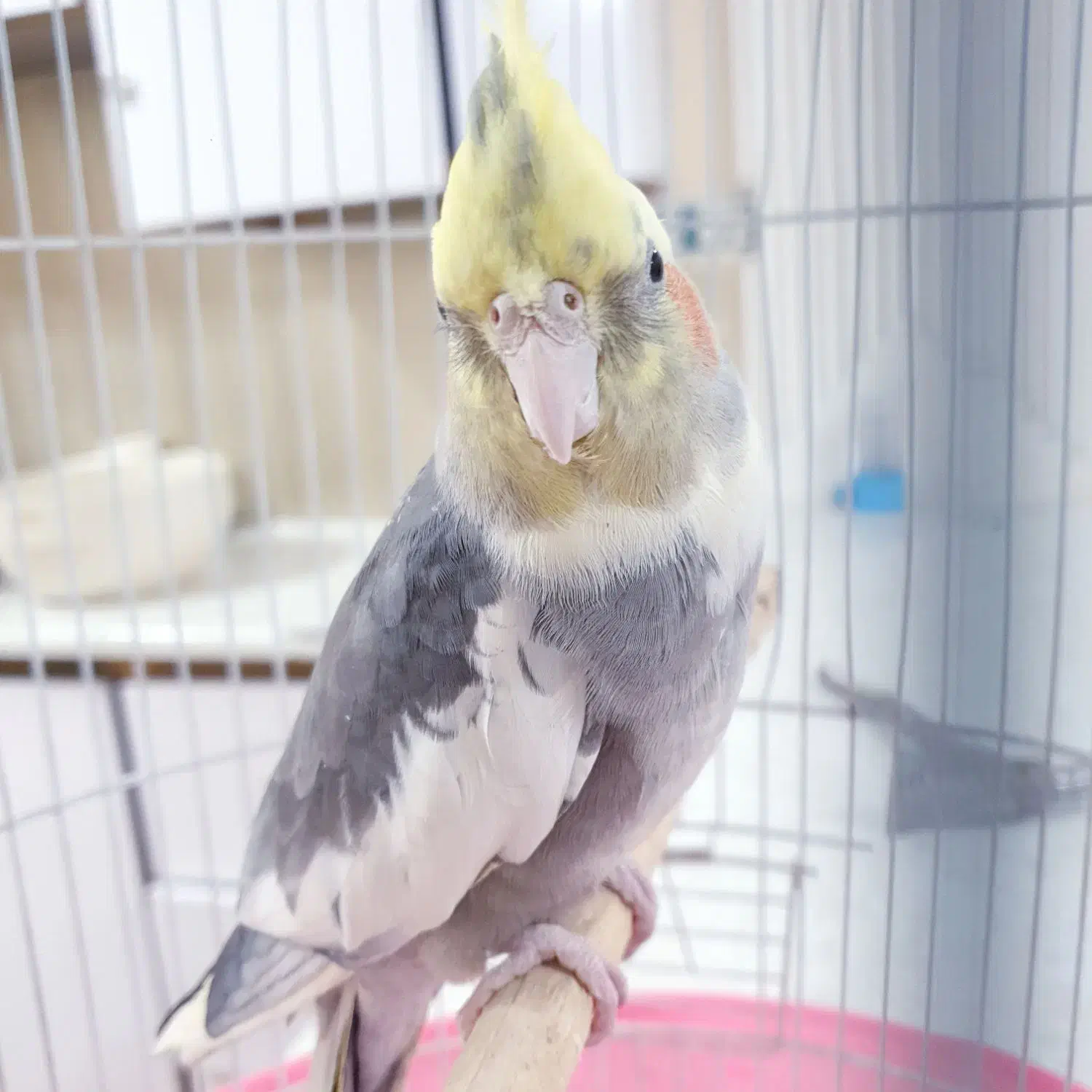 عروس هلندی دستی و سخنگو|پرنده|فردوس (خراسان), |دیوار