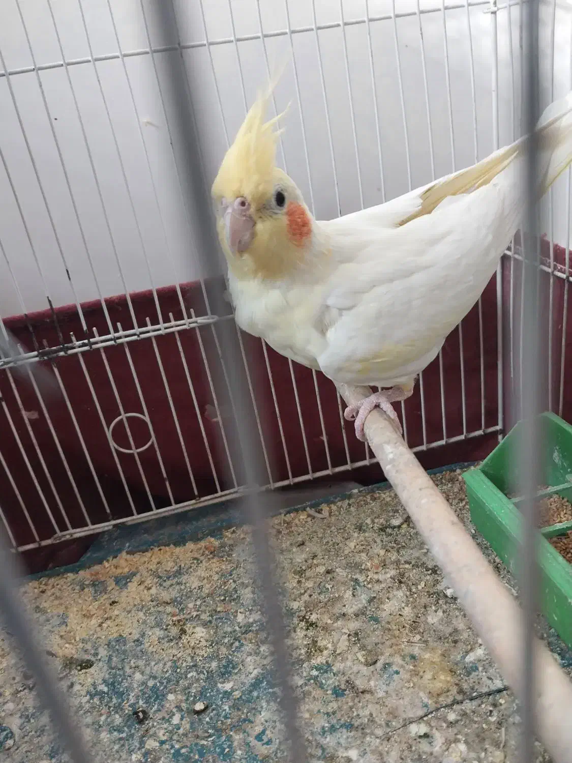 طوطی ماده|پرنده|بهبهان, |دیوار