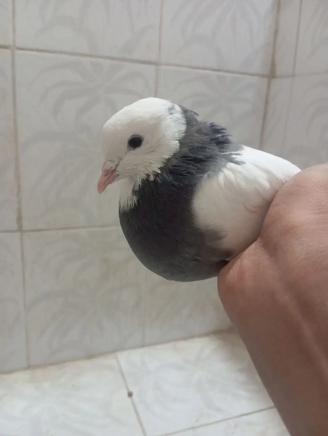 طوقی سبز|پرنده|بم, |دیوار