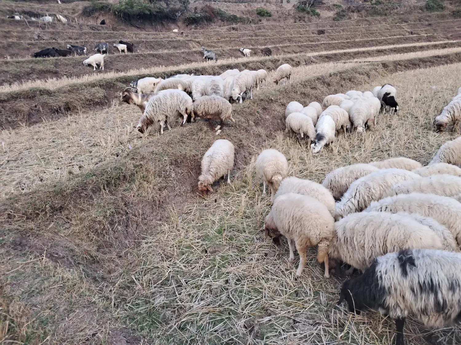 گوسفند وبز حامله سگ بره قصابی|حیوانات مزرعه|توتکابن, |دیوار